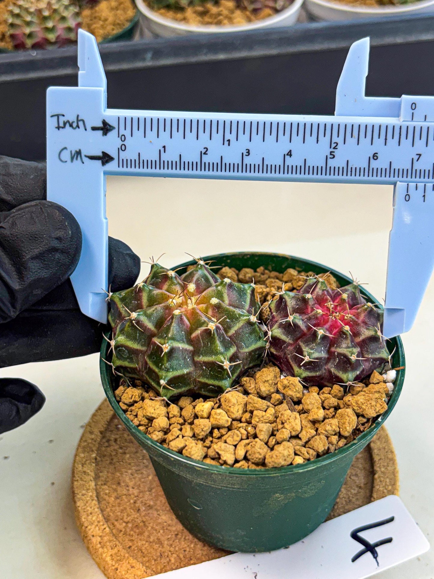 Gymnocalycium Neon (gy13) (g4) | Rare Cactus