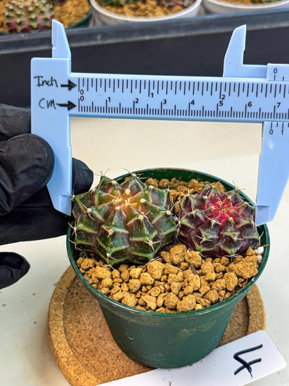 Gymnocalycium Neon (gy13) (g4) | Rare Cactus