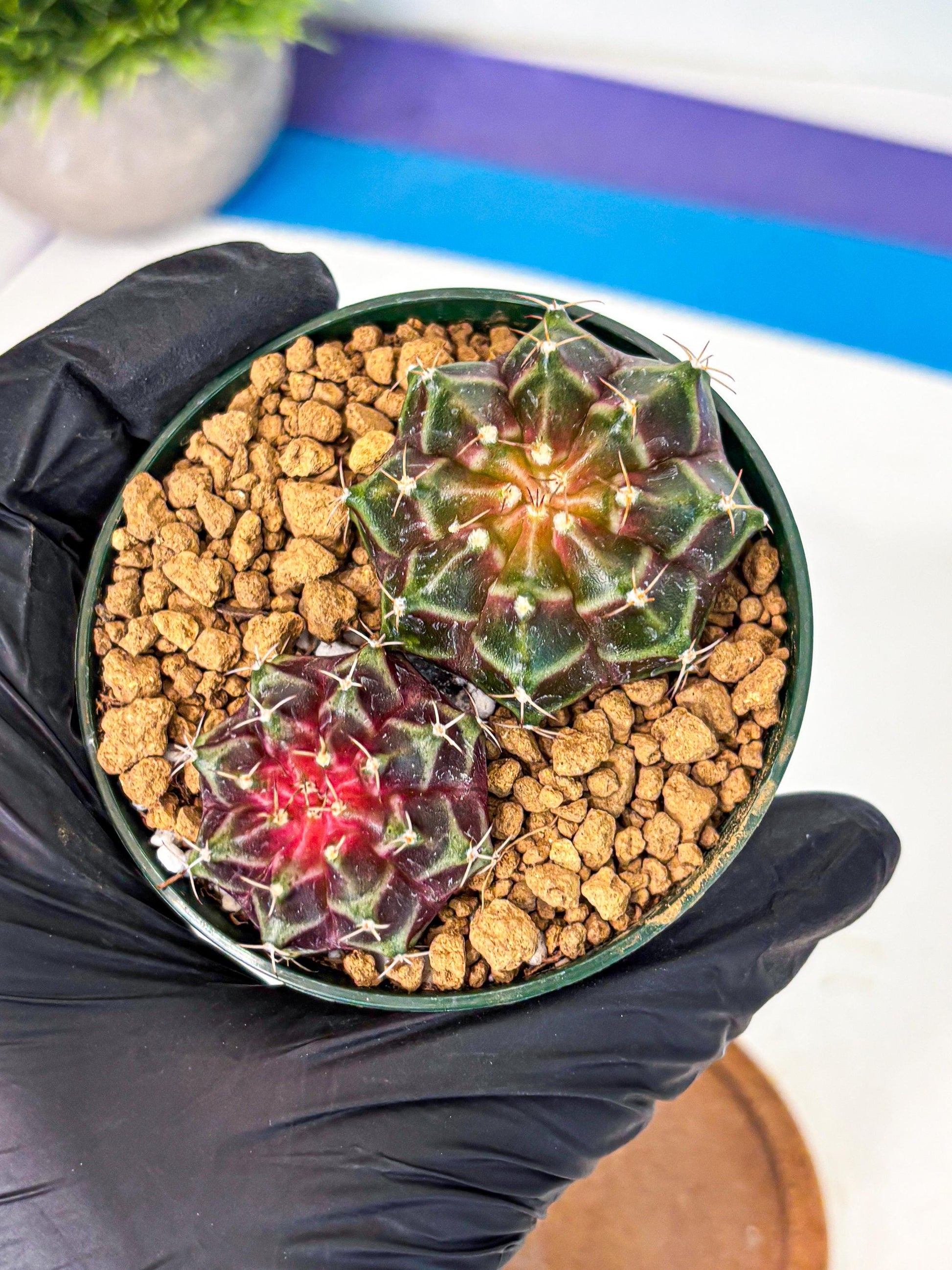 Gymnocalycium Neon (gy13) (g4) | Rare Cactus