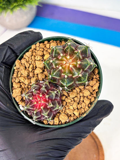 Gymnocalycium Neon (gy13) (g4) | Rare Cactus