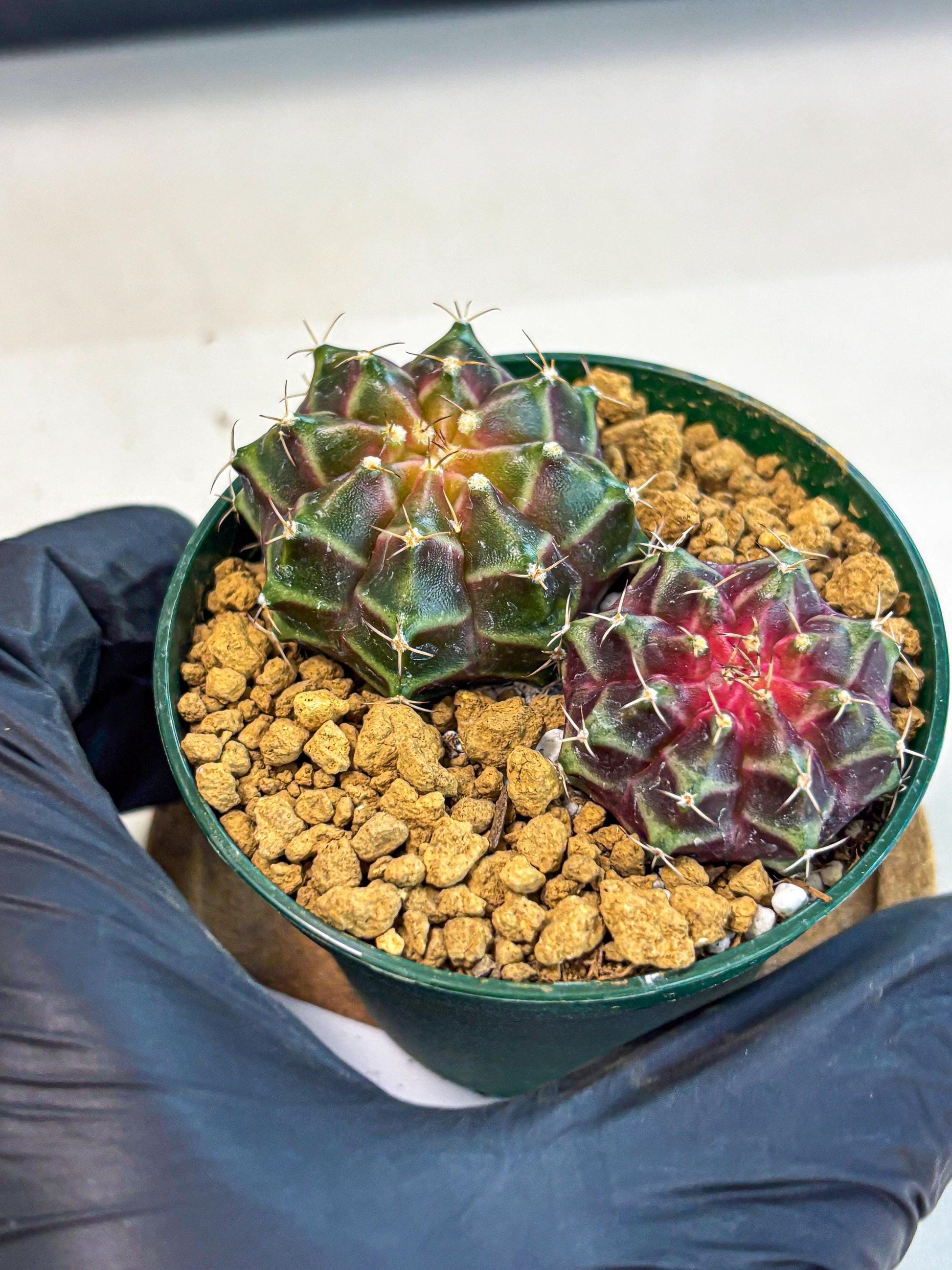 Gymnocalycium Neon (gy13) (g4) | Rare Cactus