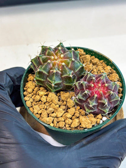 Gymnocalycium Neon (gy13) (g4) | Rare Cactus