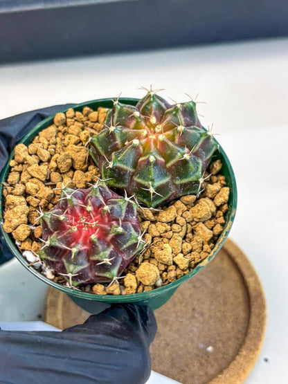 Gymnocalycium Neon (gy13) (g4) | Rare Cactus