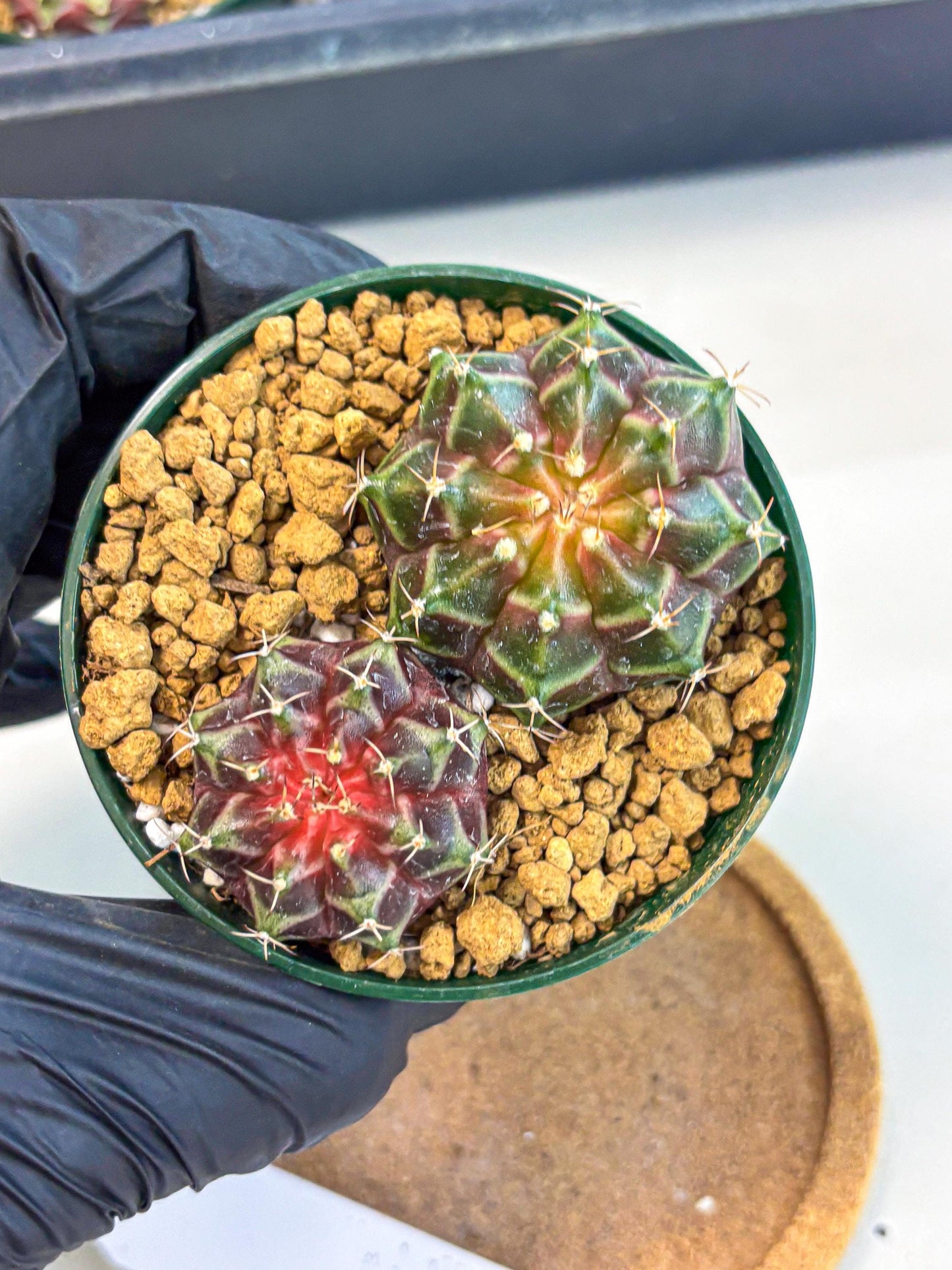 Gymnocalycium Neon (gy13) (g4) | Rare Cactus
