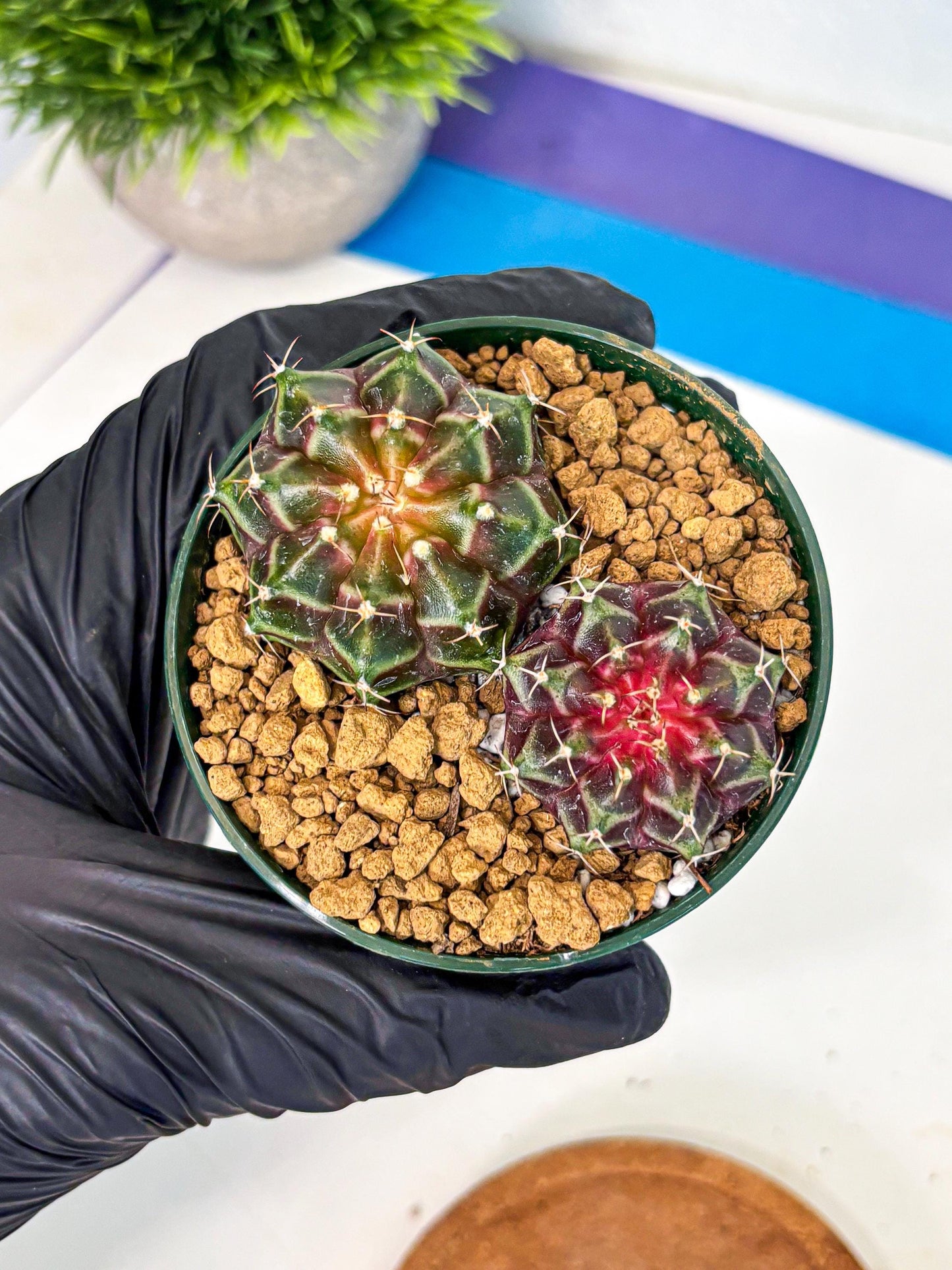 Gymnocalycium Neon (gy13) (g4) | Rare Cactus