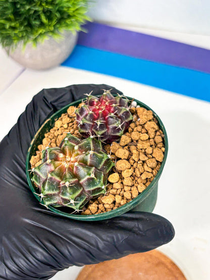 Gymnocalycium Neon (gy13) (g4) | Rare Cactus