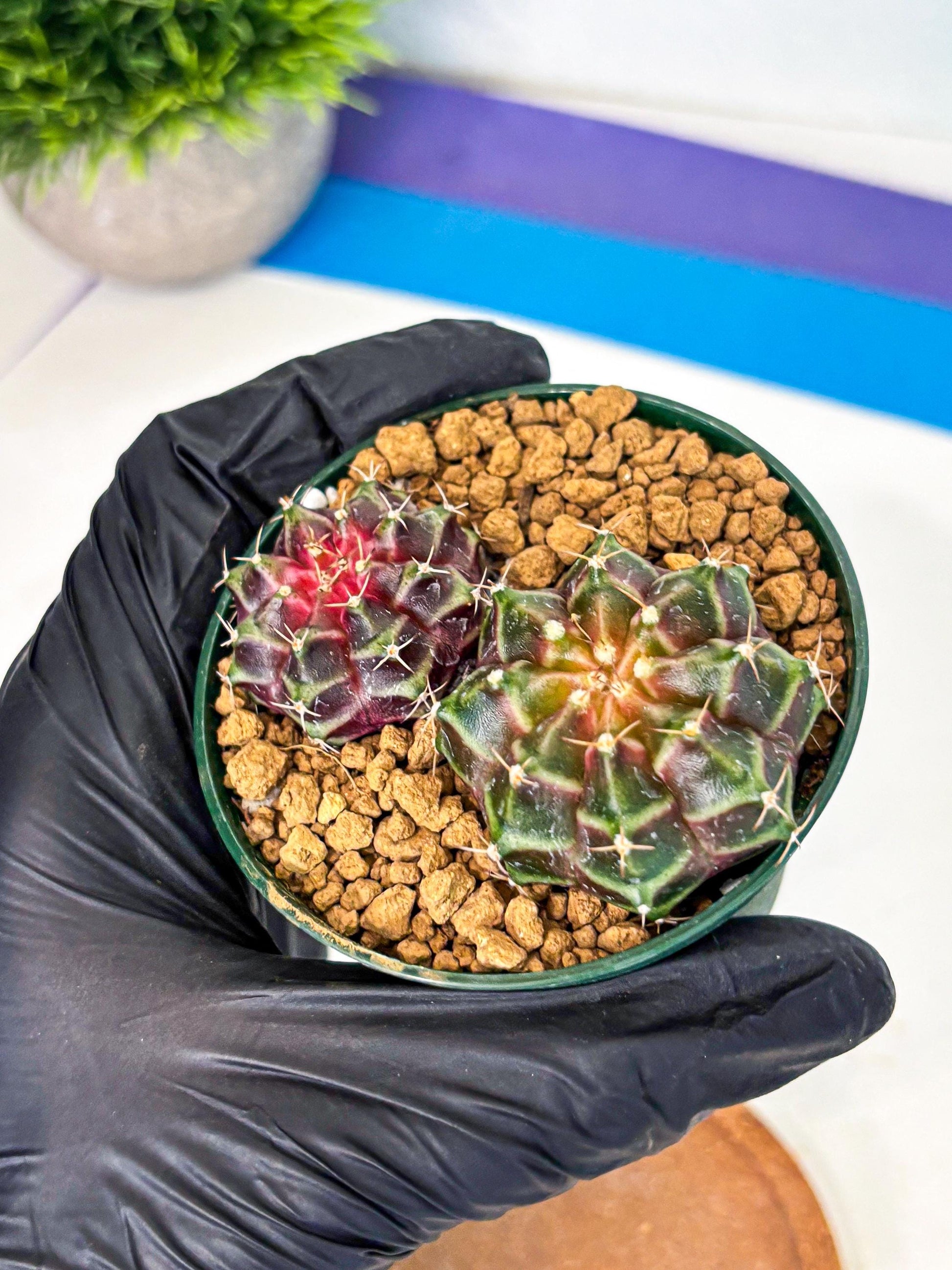 Gymnocalycium Neon (gy13) (g4) | Rare Cactus