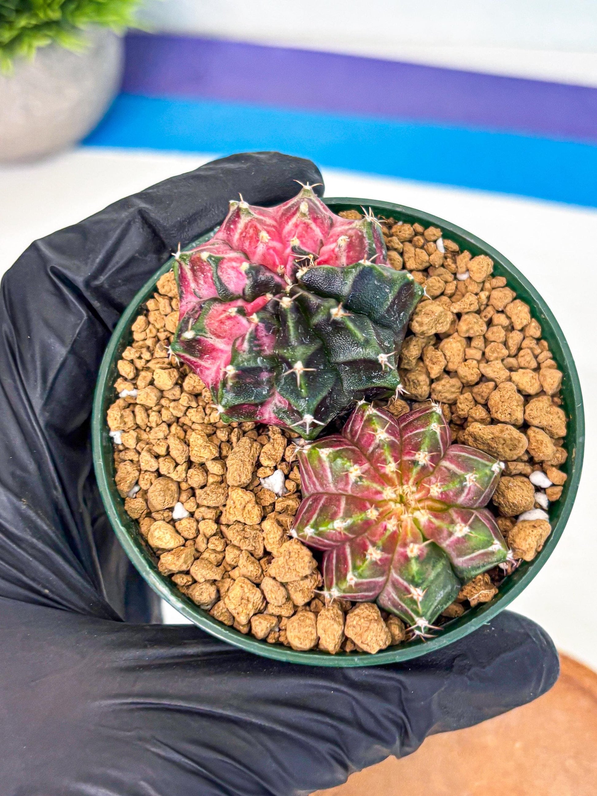 Gymnocalycium Neon (gy13) (g5) | Rare Cactus