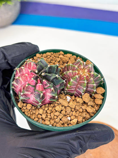 Gymnocalycium Neon (gy13) (g5) | Rare Cactus