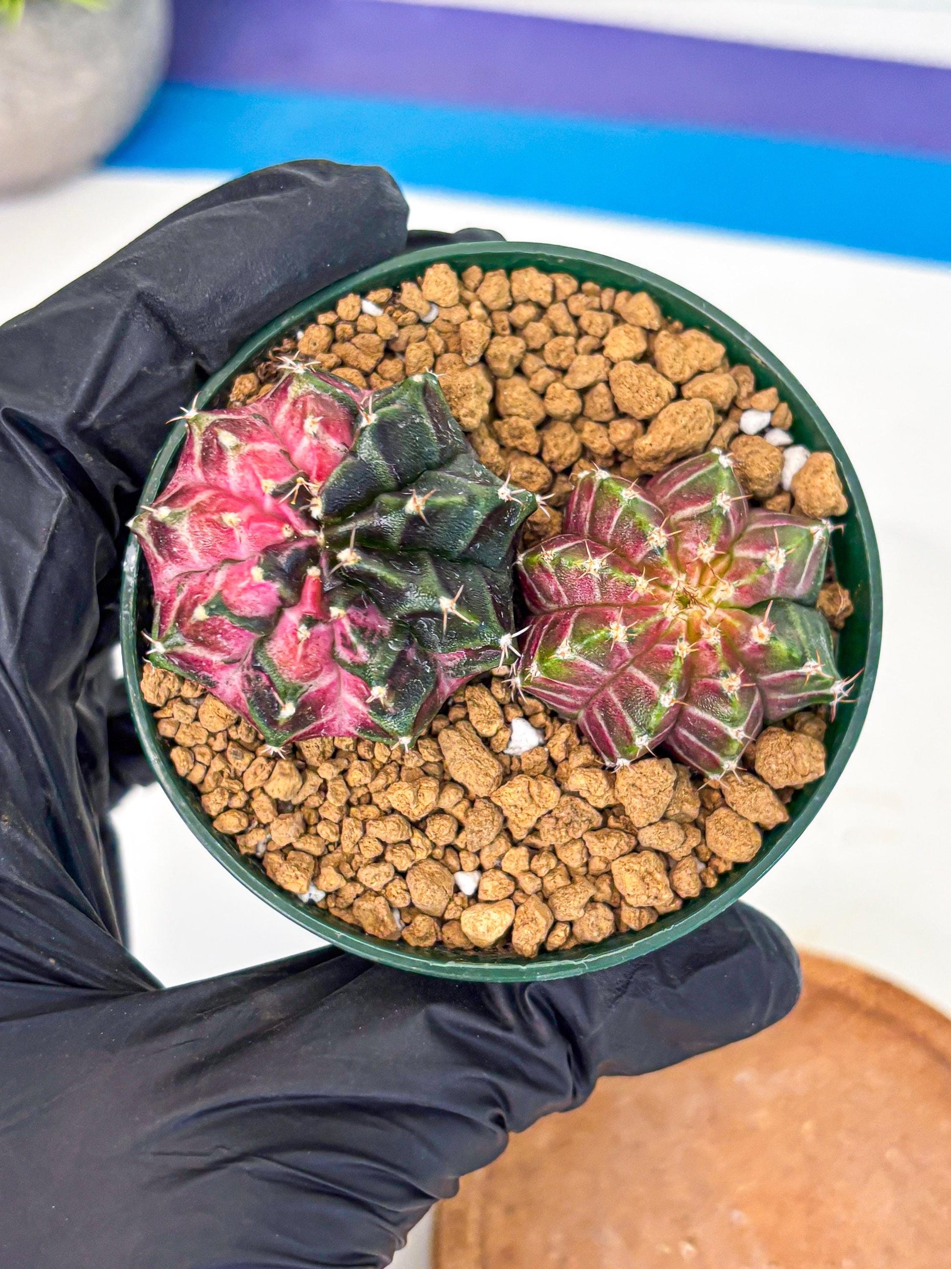 Gymnocalycium Neon (gy13) (g5) | Rare Cactus