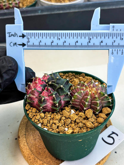 Gymnocalycium Neon (gy13) (g5) | Rare Cactus