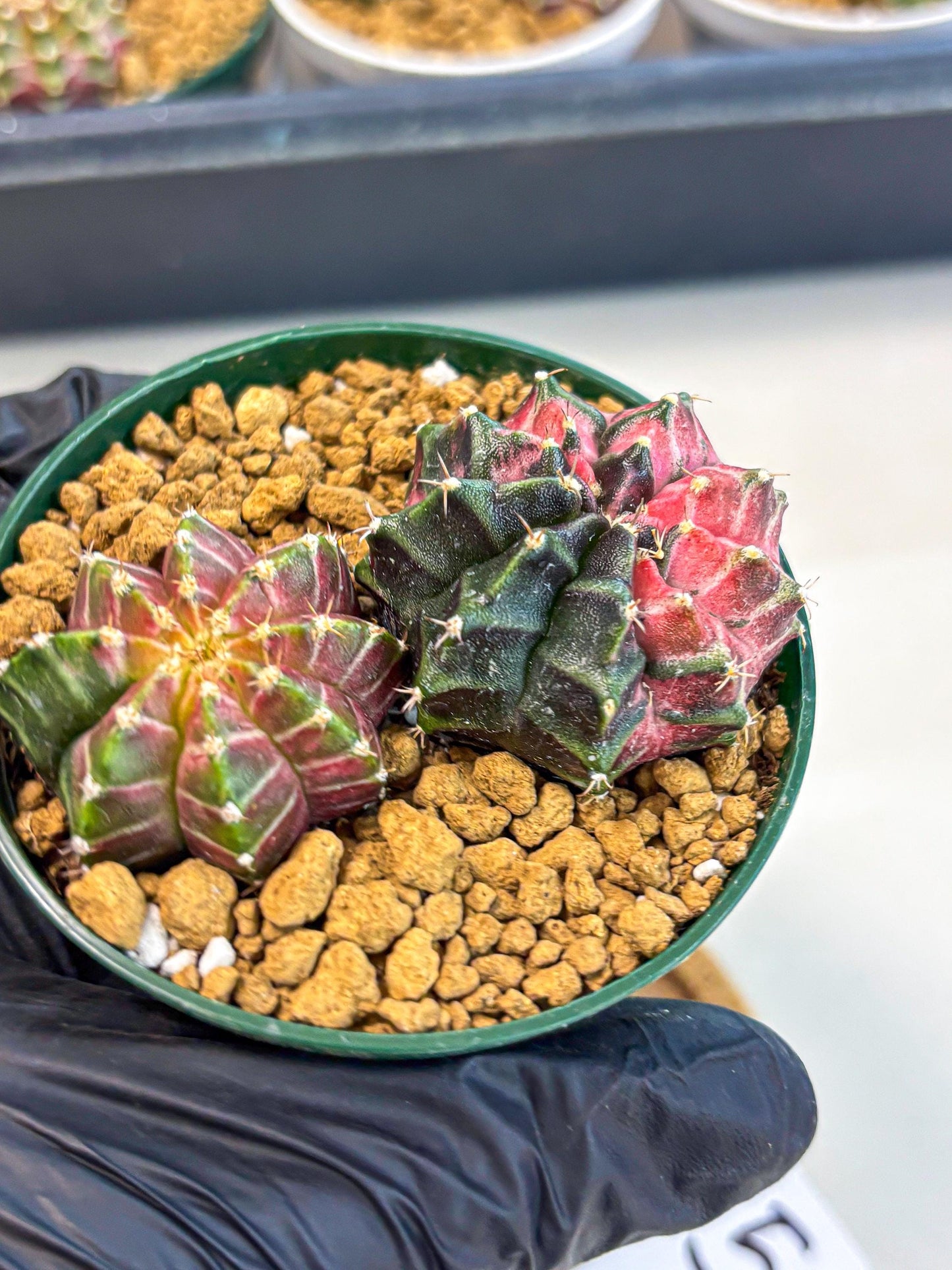 Gymnocalycium Neon (gy13) (g5) | Rare Cactus