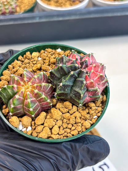 Gymnocalycium Neon (gy13) (g5) | Rare Cactus