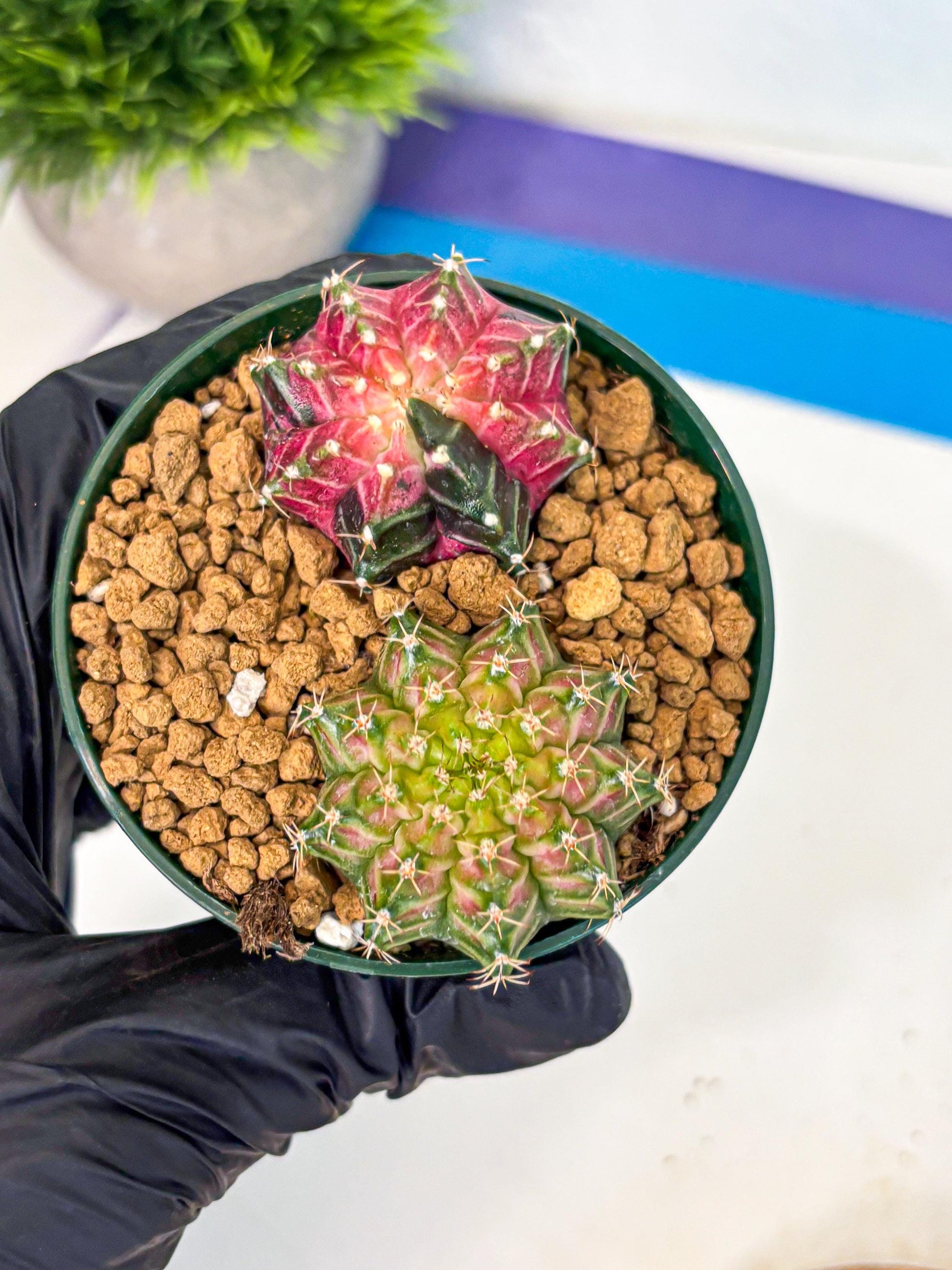Gymnocalycium Neon (gy13) (g6) | Rare Cactus
