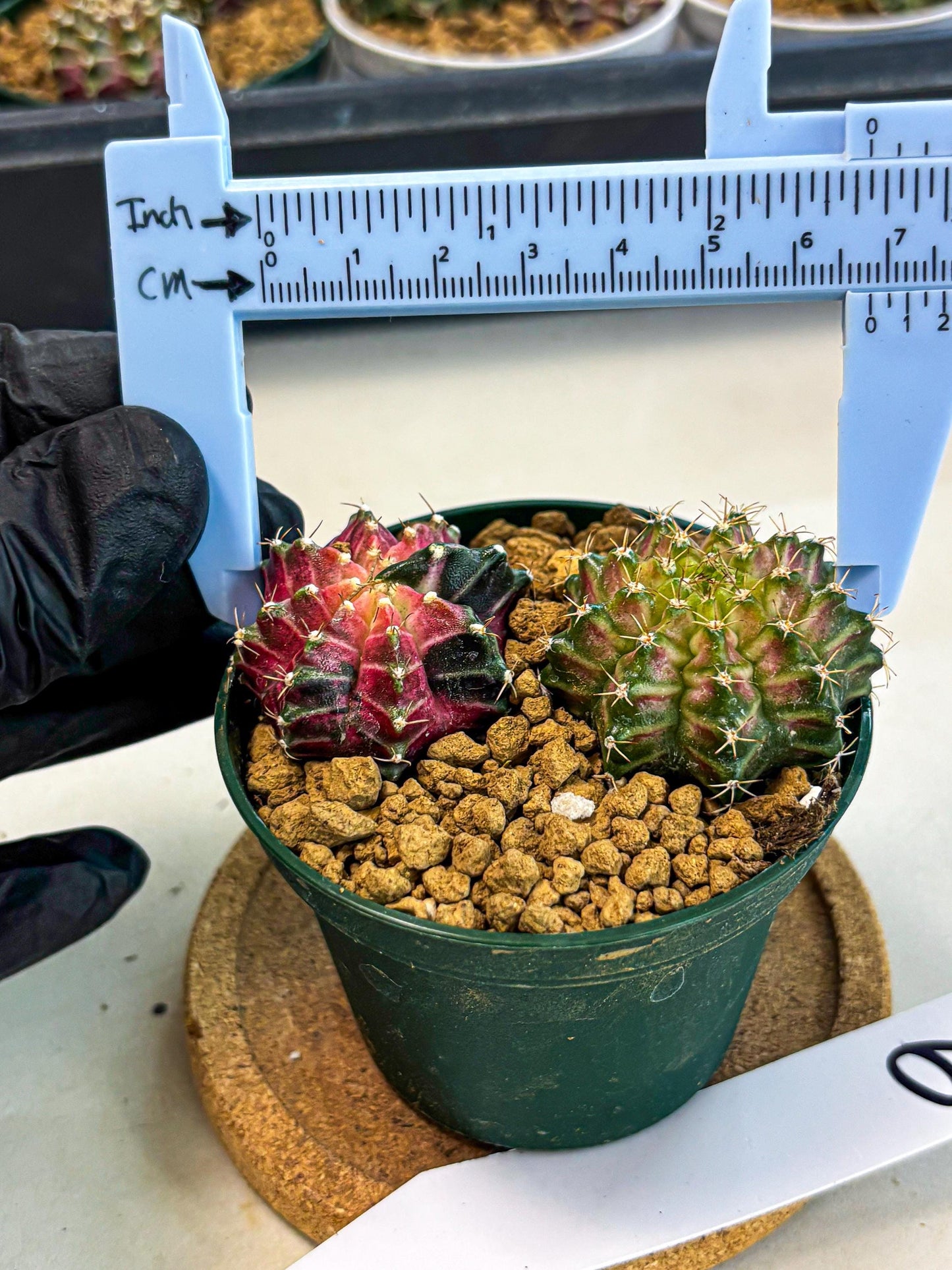 Gymnocalycium Neon (gy13) (g6) | Rare Cactus