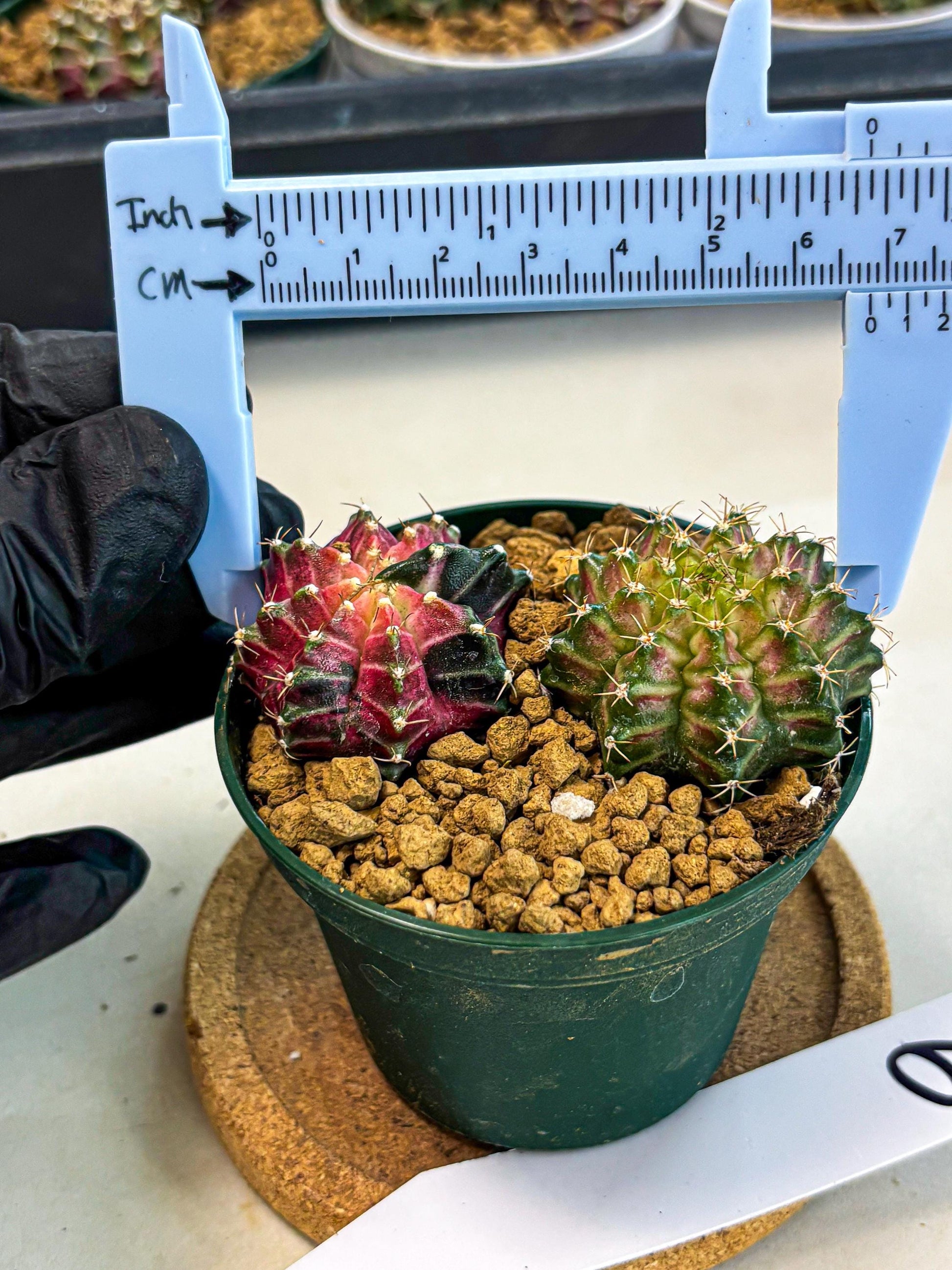 Gymnocalycium Neon (gy13) (g6) | Rare Cactus