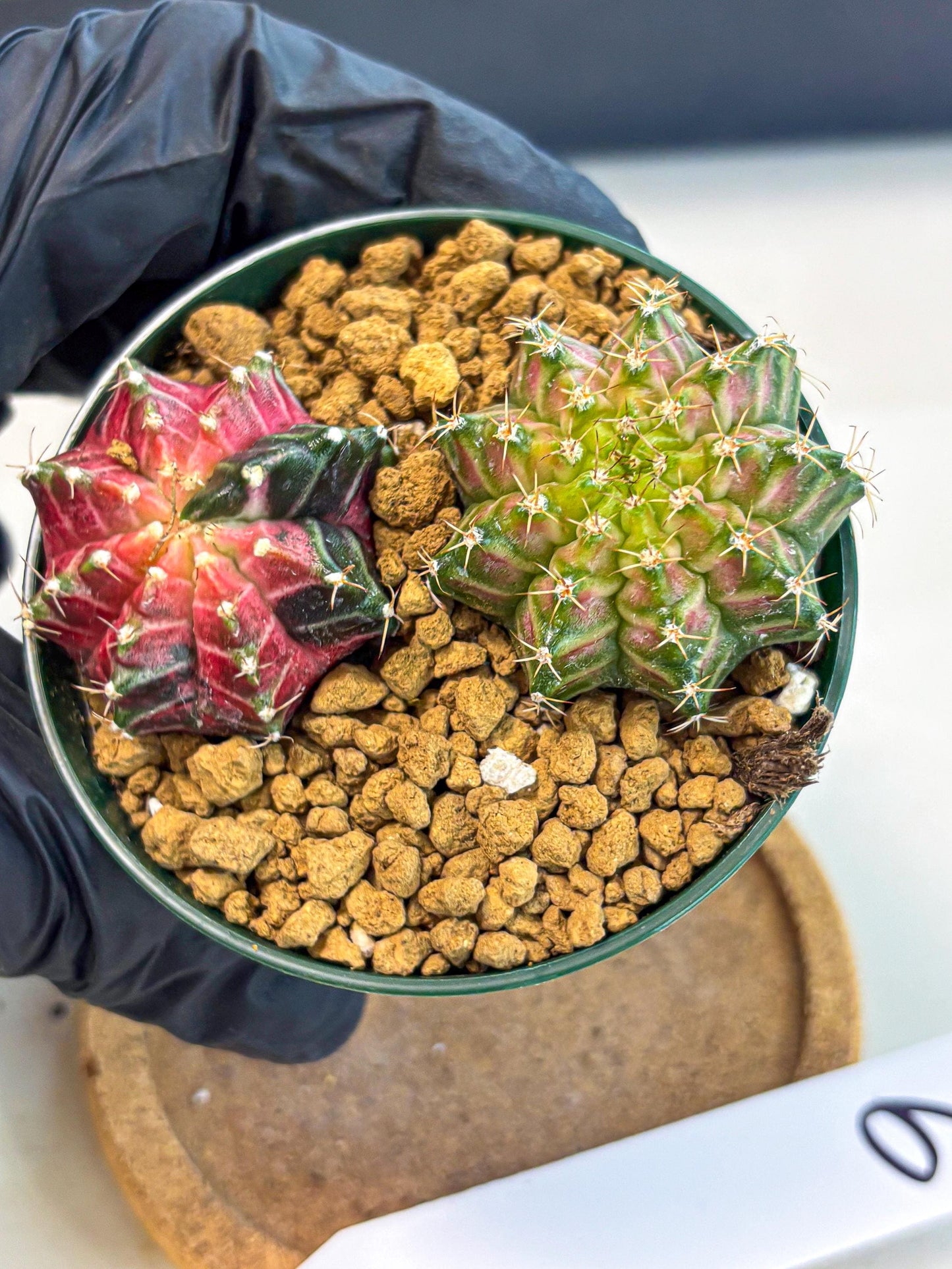 Gymnocalycium Neon (gy13) (g6) | Rare Cactus