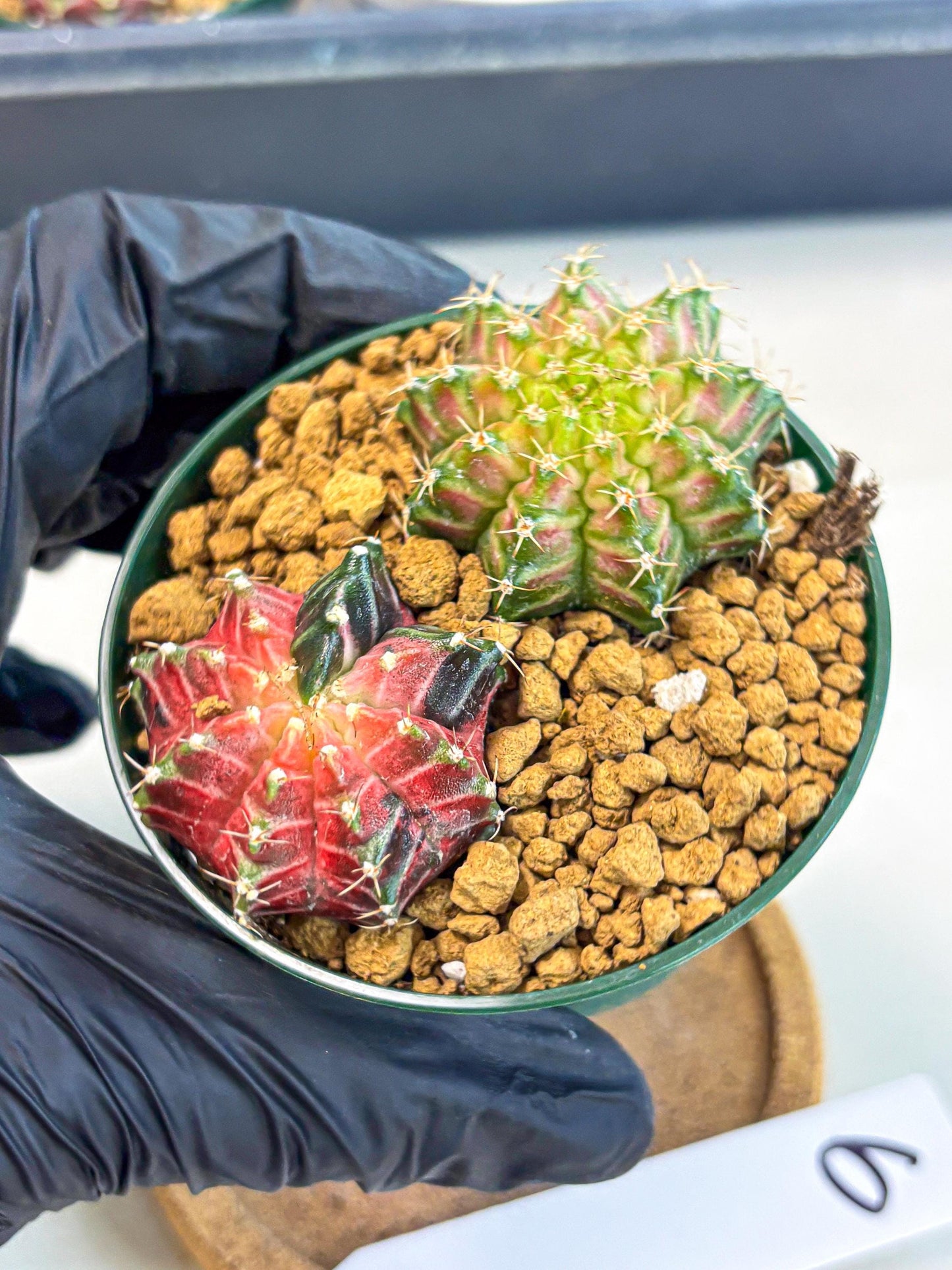 Gymnocalycium Neon (gy13) (g6) | Rare Cactus