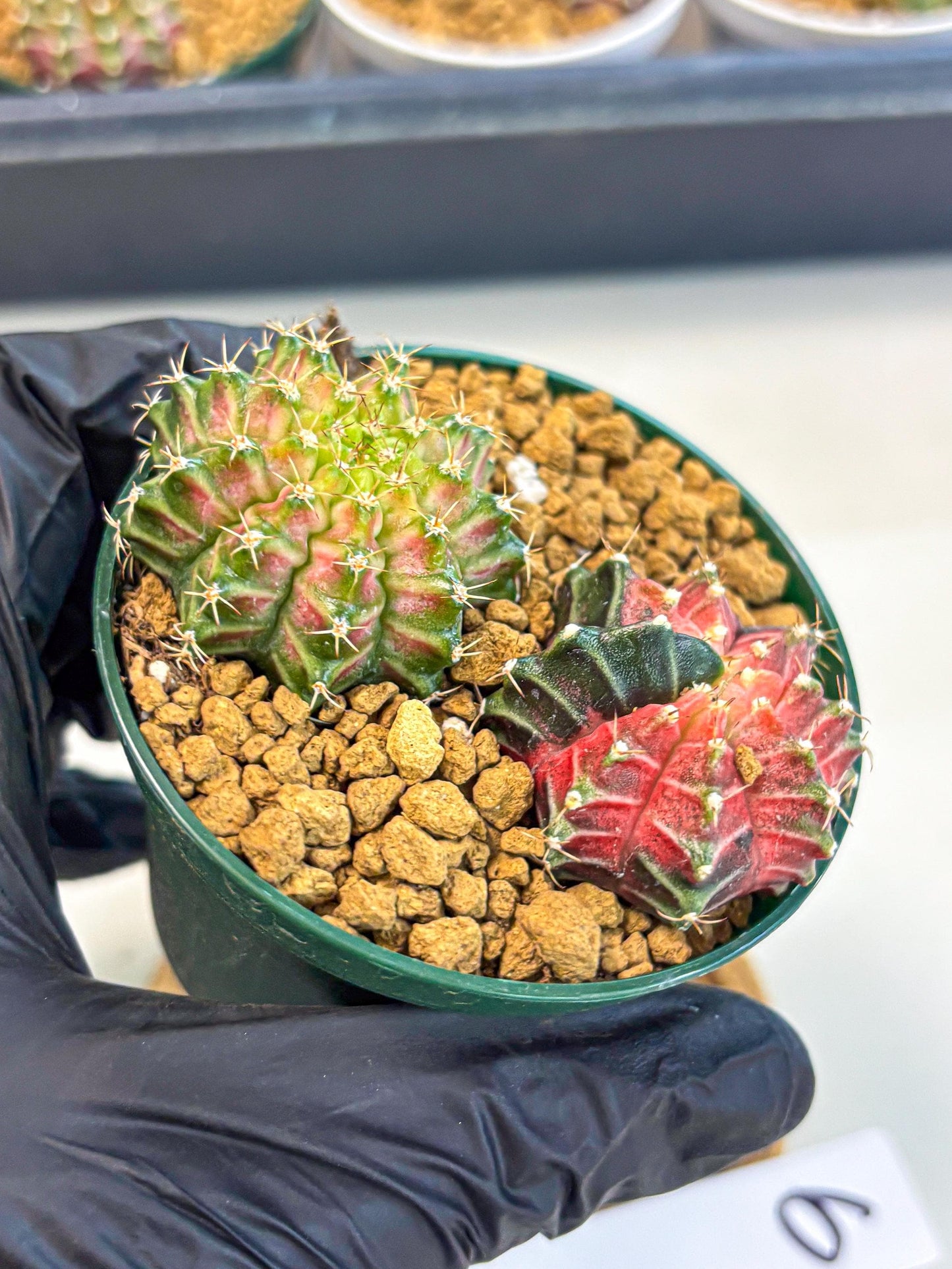 Gymnocalycium Neon (gy13) (g6) | Rare Cactus
