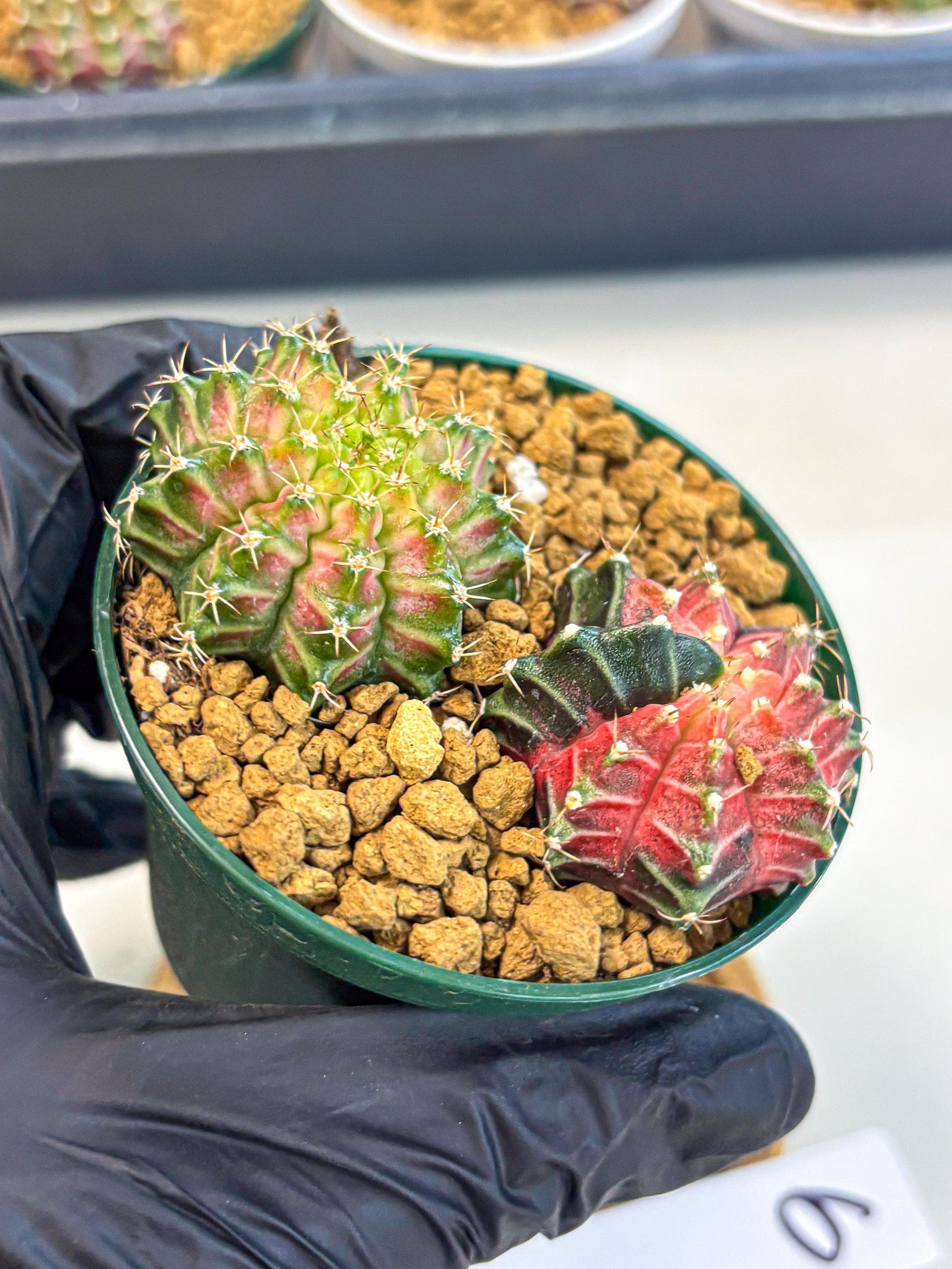 Gymnocalycium Neon (gy13) (g6) | Rare Cactus