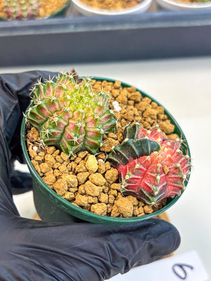 Gymnocalycium Neon (gy13) (g6) | Rare Cactus