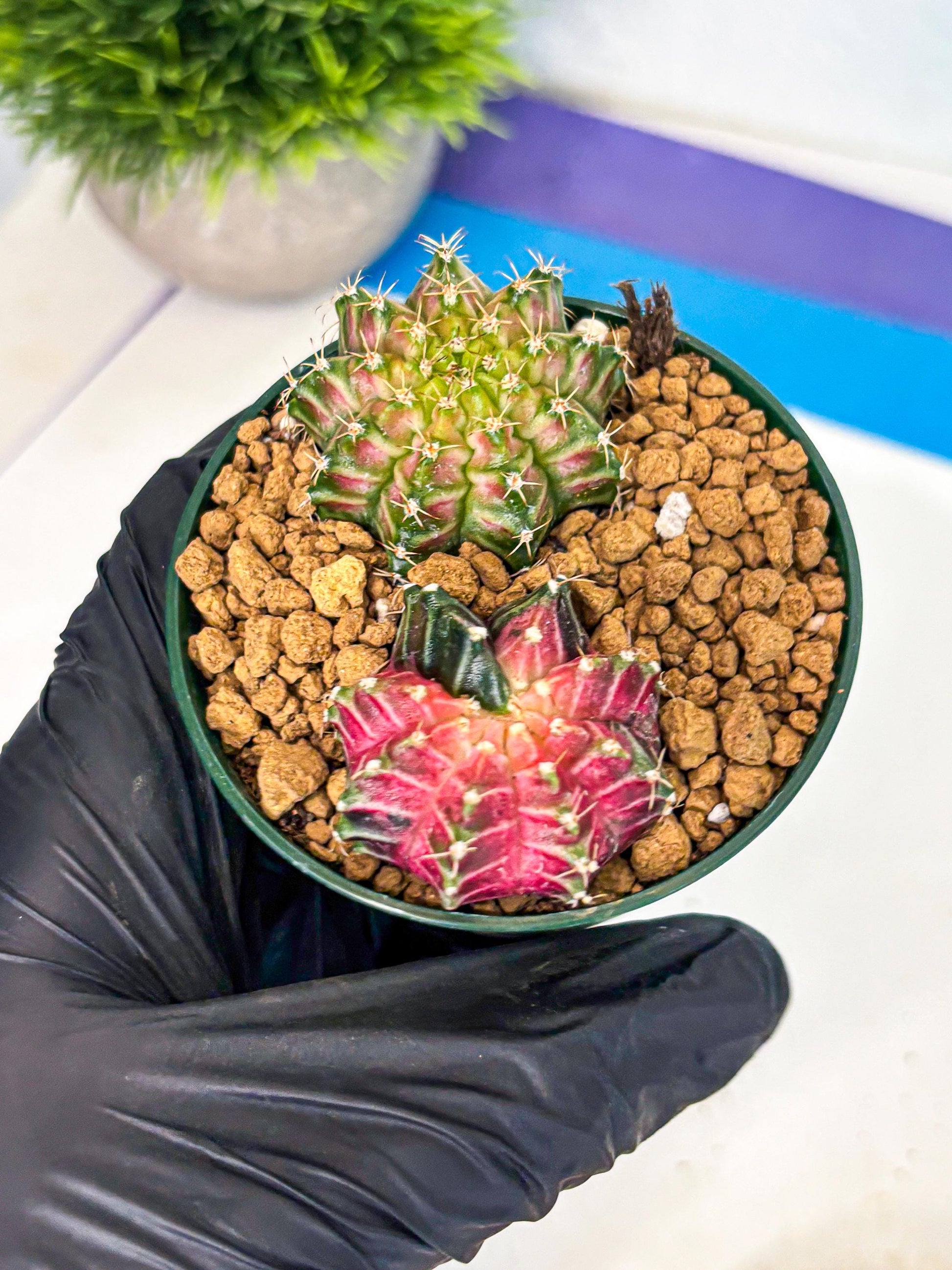 Gymnocalycium Neon (gy13) (g6) | Rare Cactus