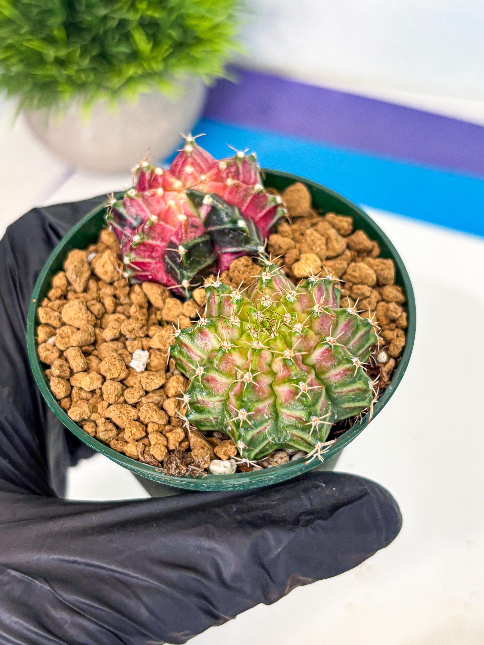 Gymnocalycium Neon (gy13) (g6) | Rare Cactus