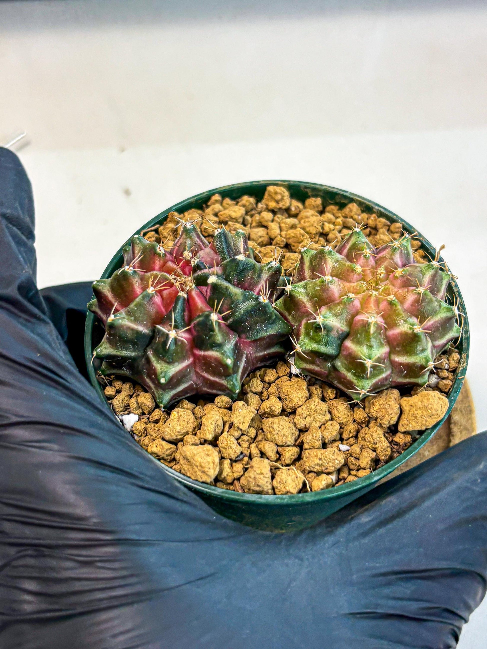 Gymnocalycium Neon (gy13) (g7) | Rare Cactus
