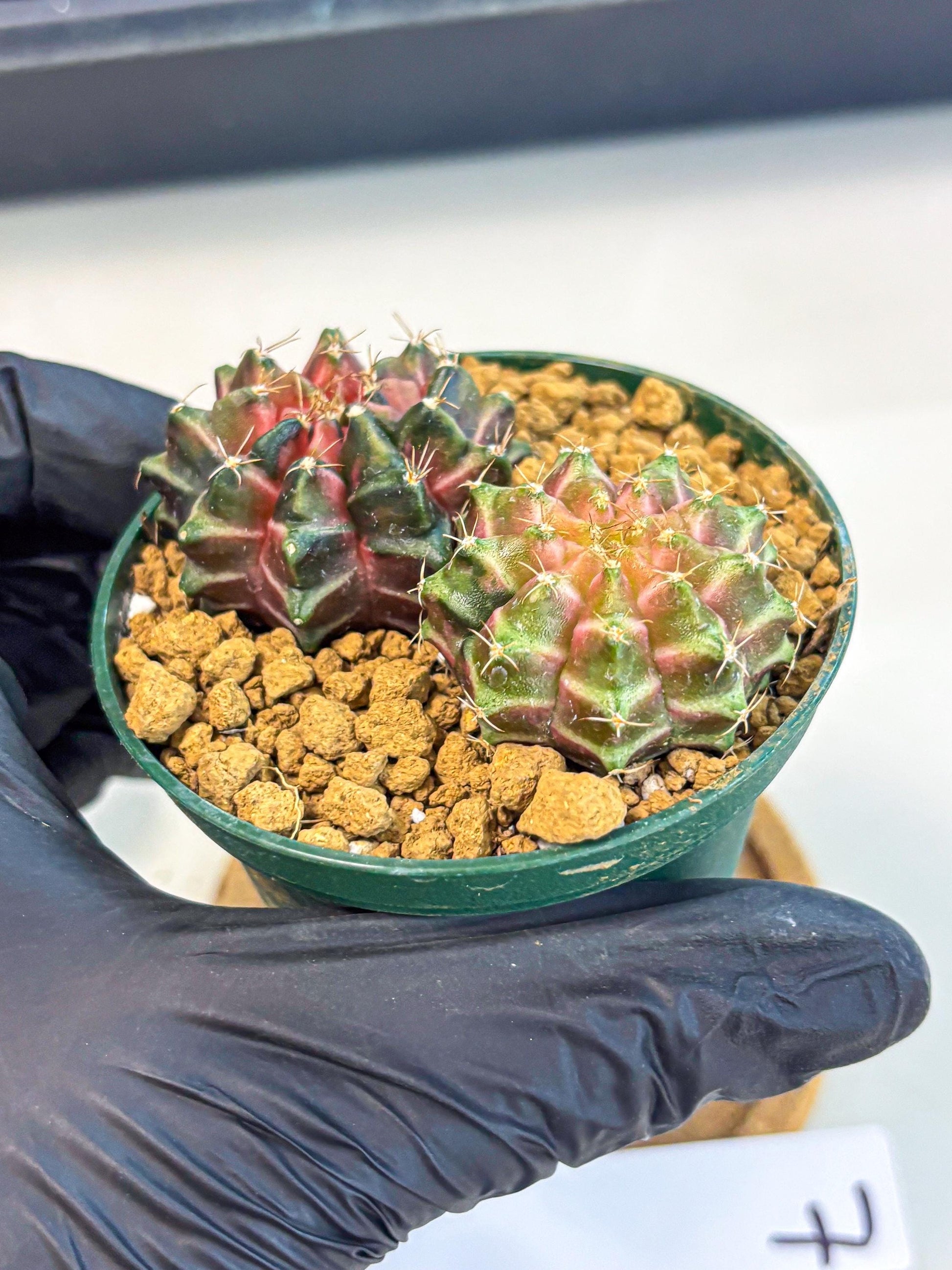 Gymnocalycium Neon (gy13) (g7) | Rare Cactus