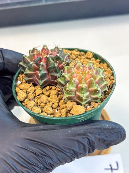 Gymnocalycium Neon (gy13) (g7) | Rare Cactus