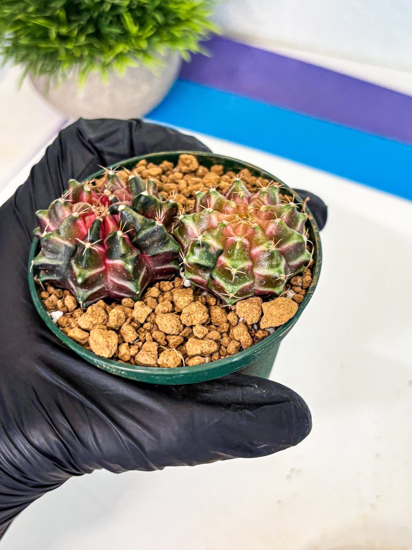 Gymnocalycium Neon (gy13) (g7) | Rare Cactus