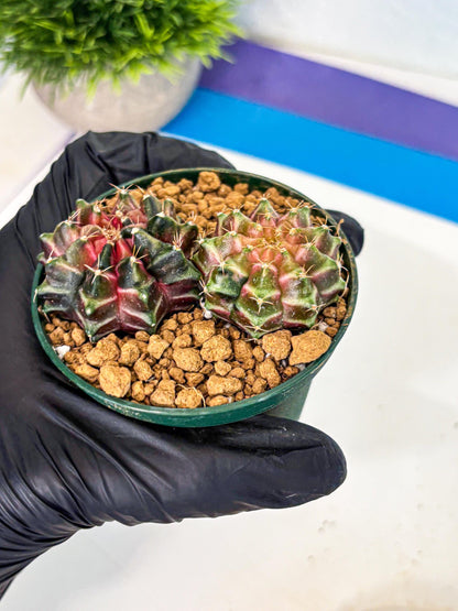Gymnocalycium Neon (gy13) (g7) | Rare Cactus