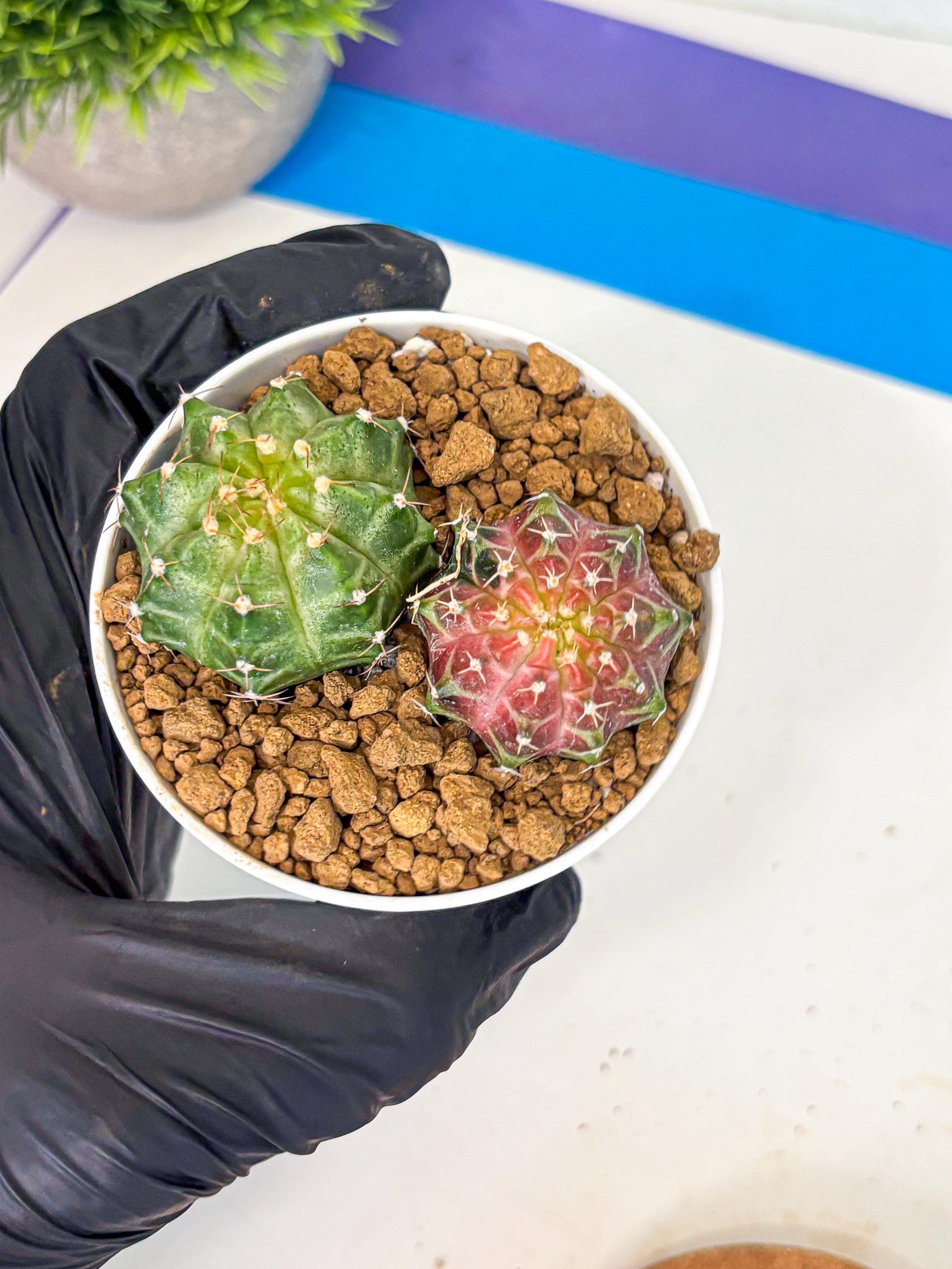 Gymnocalycium Neon (gy13) (y1) | Rare Cactus