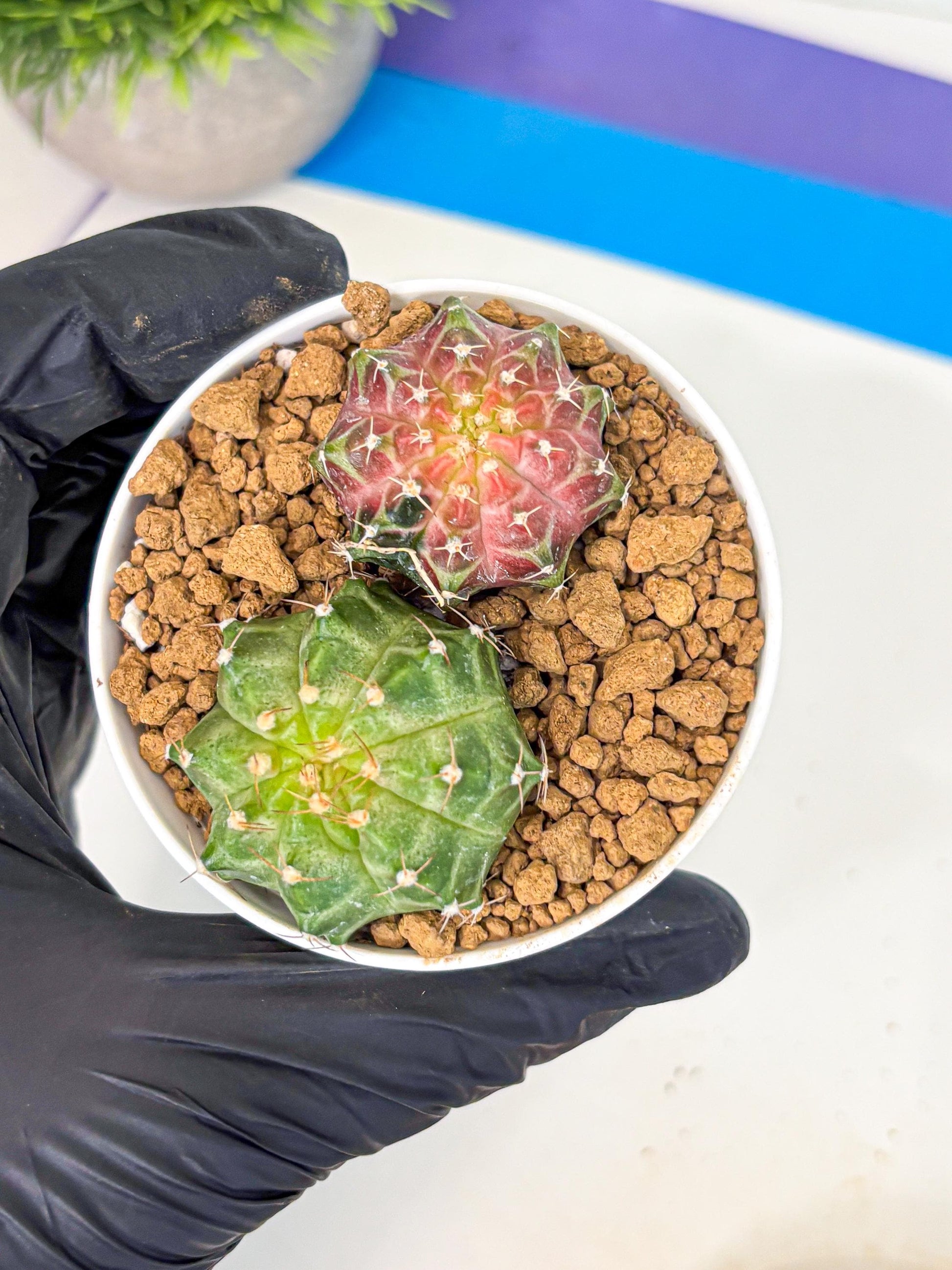 Gymnocalycium Neon (gy13) (y1) | Rare Cactus