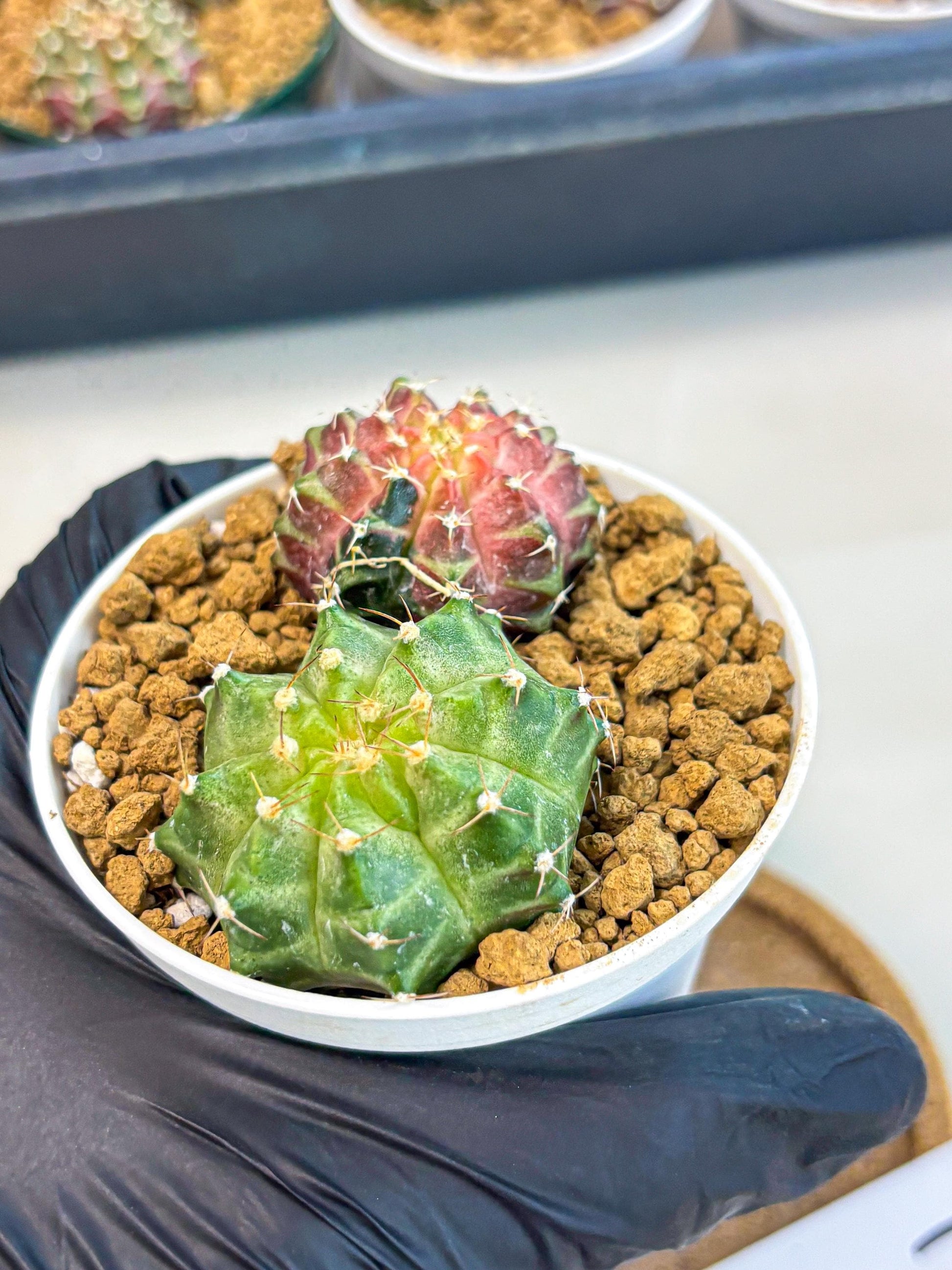 Gymnocalycium Neon (gy13) (y1) | Rare Cactus