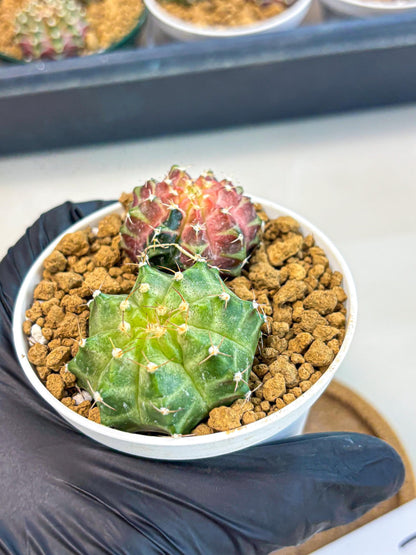 Gymnocalycium Neon (gy13) (y1) | Rare Cactus