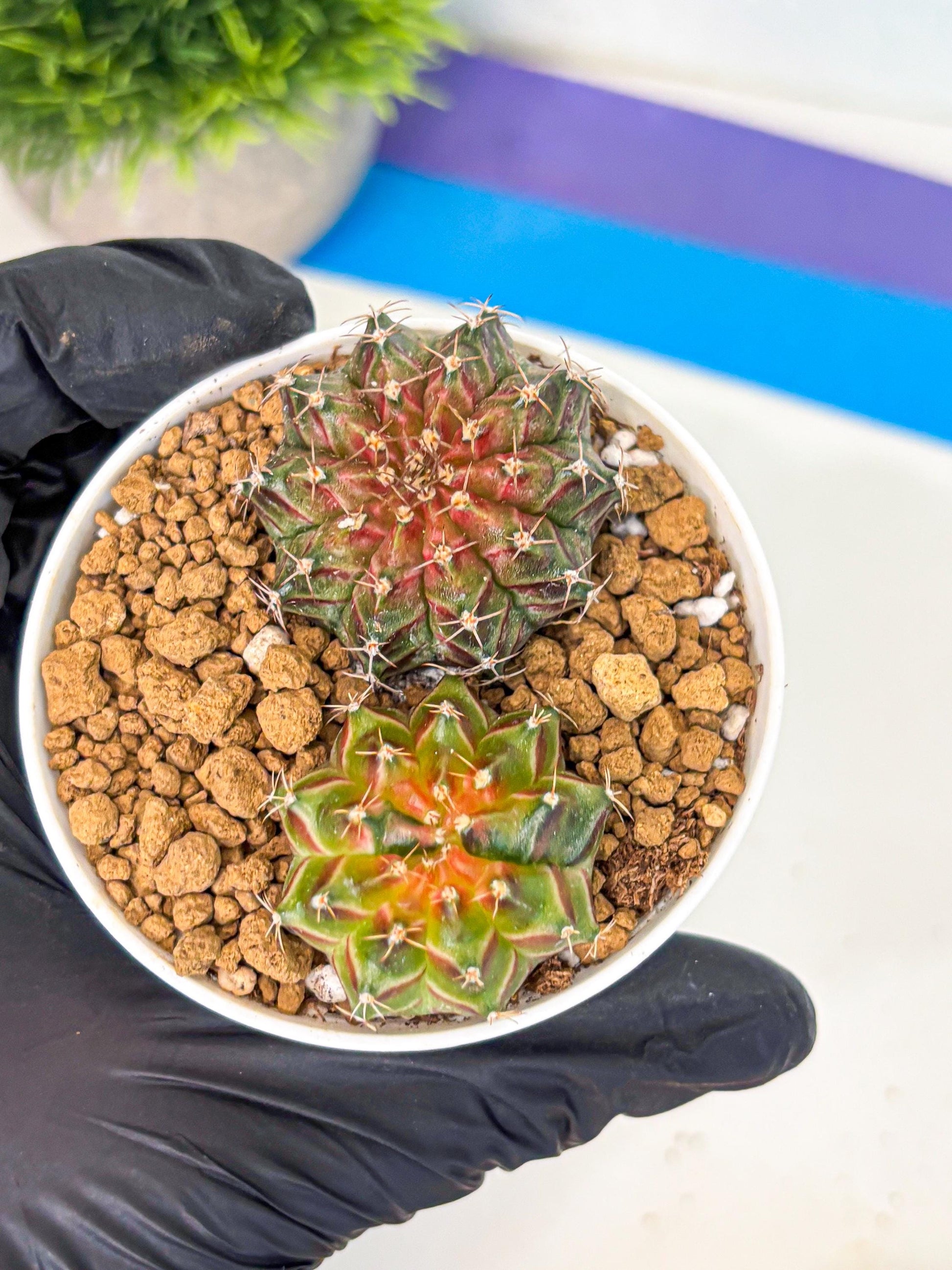 Gymnocalycium Neon (gy13) (y2) | Rare Cactus