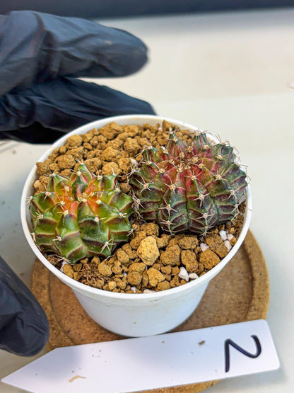 Gymnocalycium Neon (gy13) (y2) | Rare Cactus