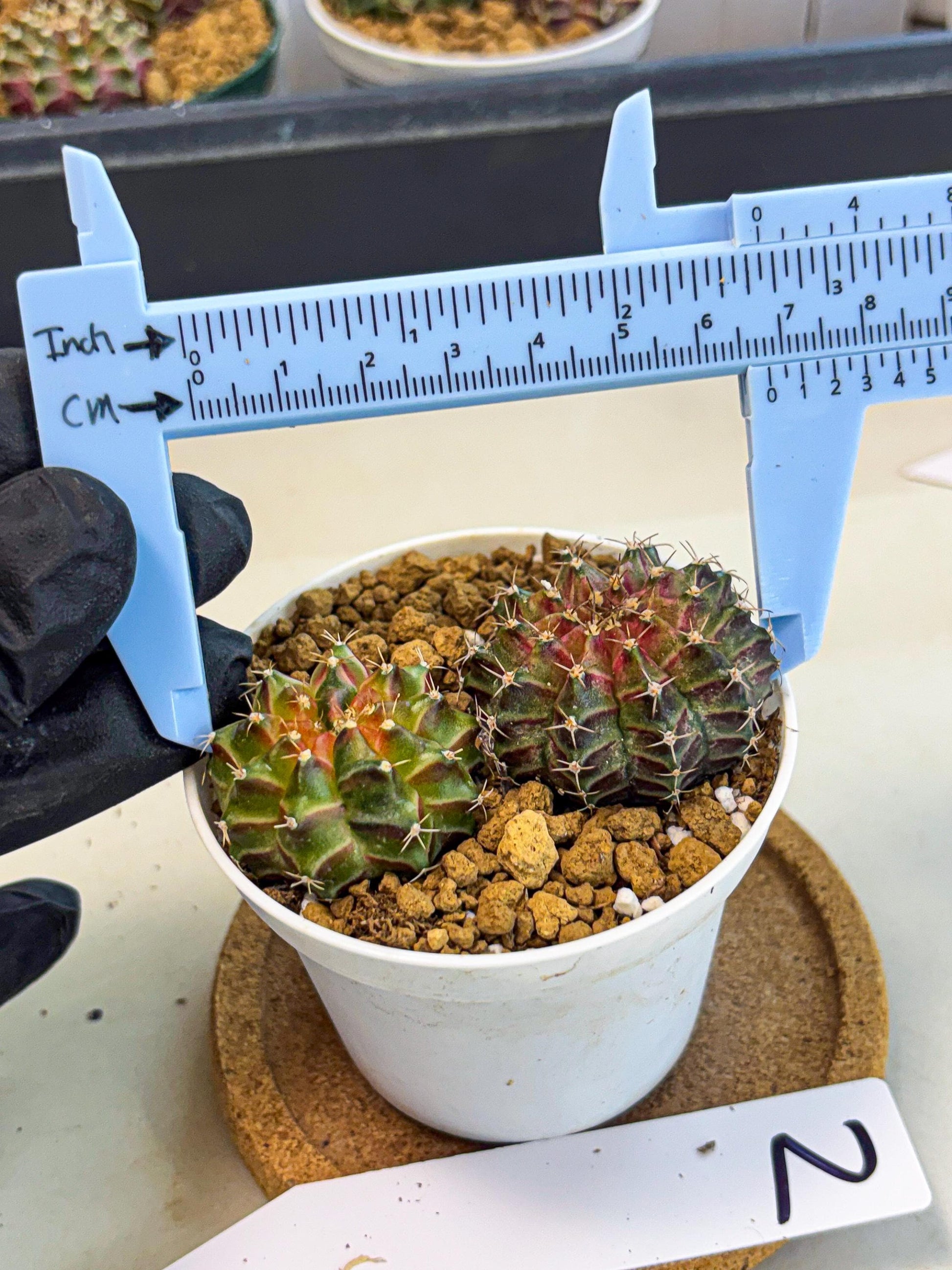 Gymnocalycium Neon (gy13) (y2) | Rare Cactus