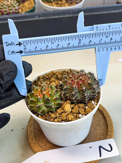 Gymnocalycium Neon (gy13) (y2) | Rare Cactus