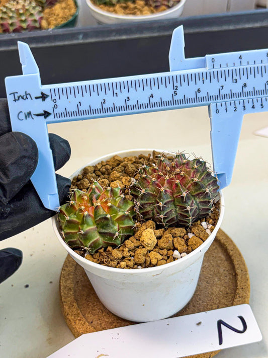 Gymnocalycium Neon (gy13) (y2) | Rare Cactus