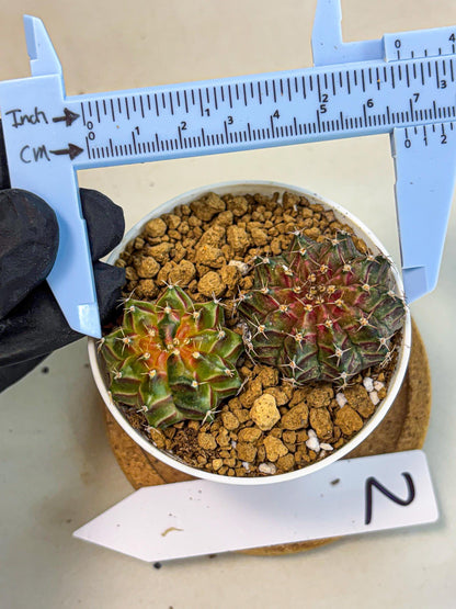 Gymnocalycium Neon (gy13) (y2) | Rare Cactus