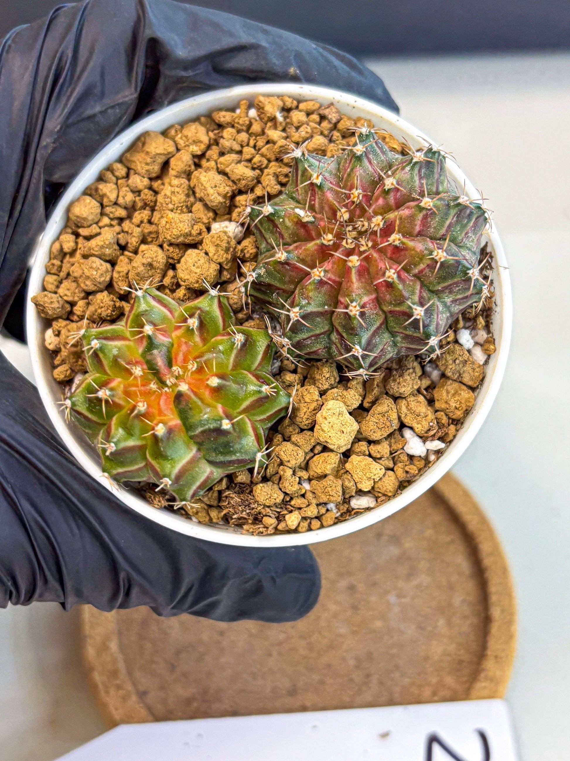 Gymnocalycium Neon (gy13) (y2) | Rare Cactus