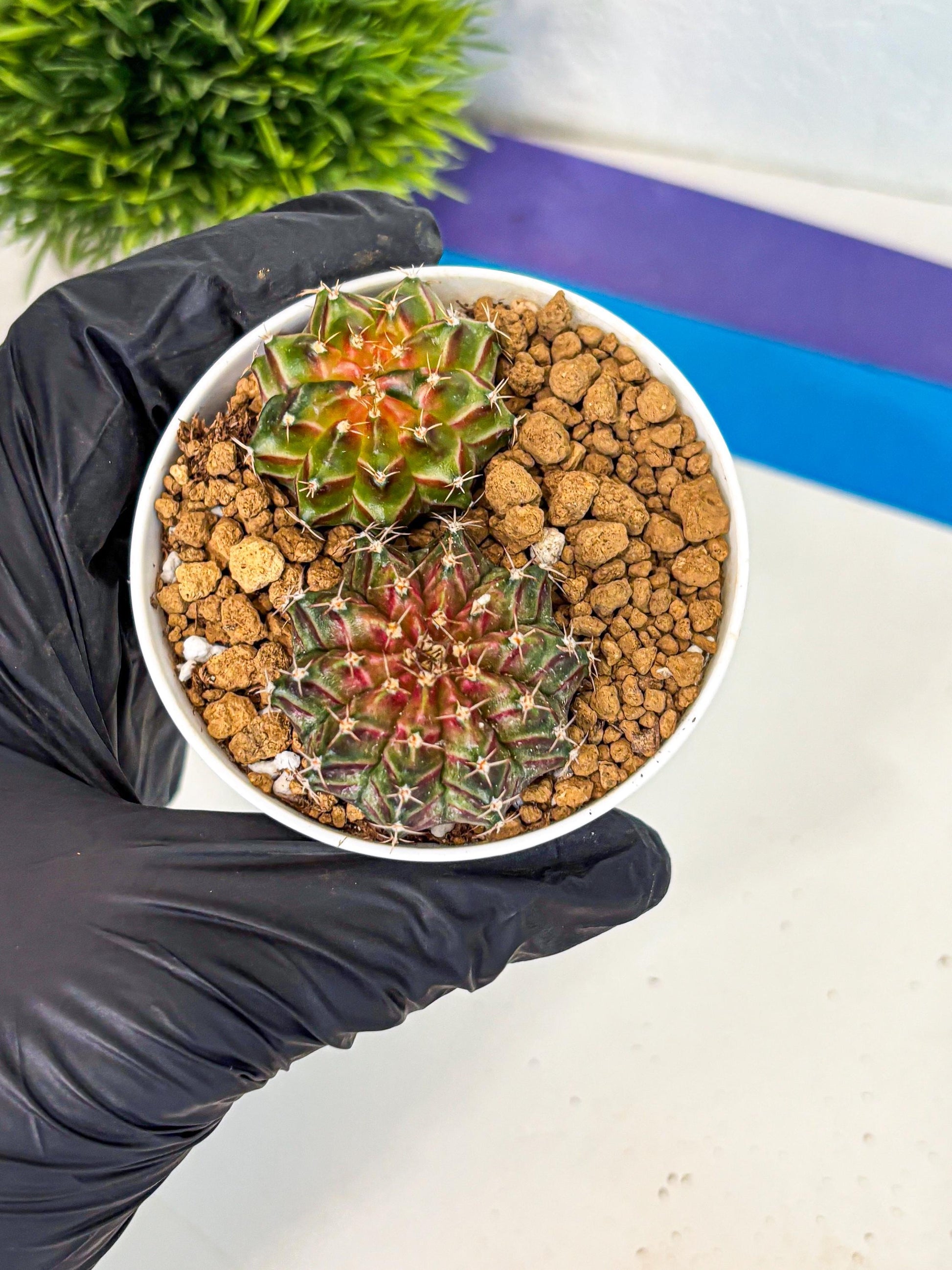 Gymnocalycium Neon (gy13) (y2) | Rare Cactus