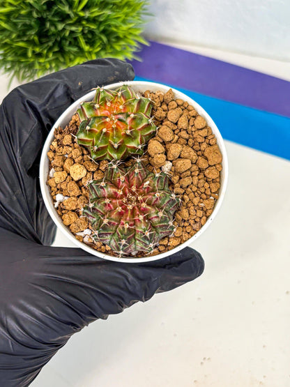 Gymnocalycium Neon (gy13) (y2) | Rare Cactus