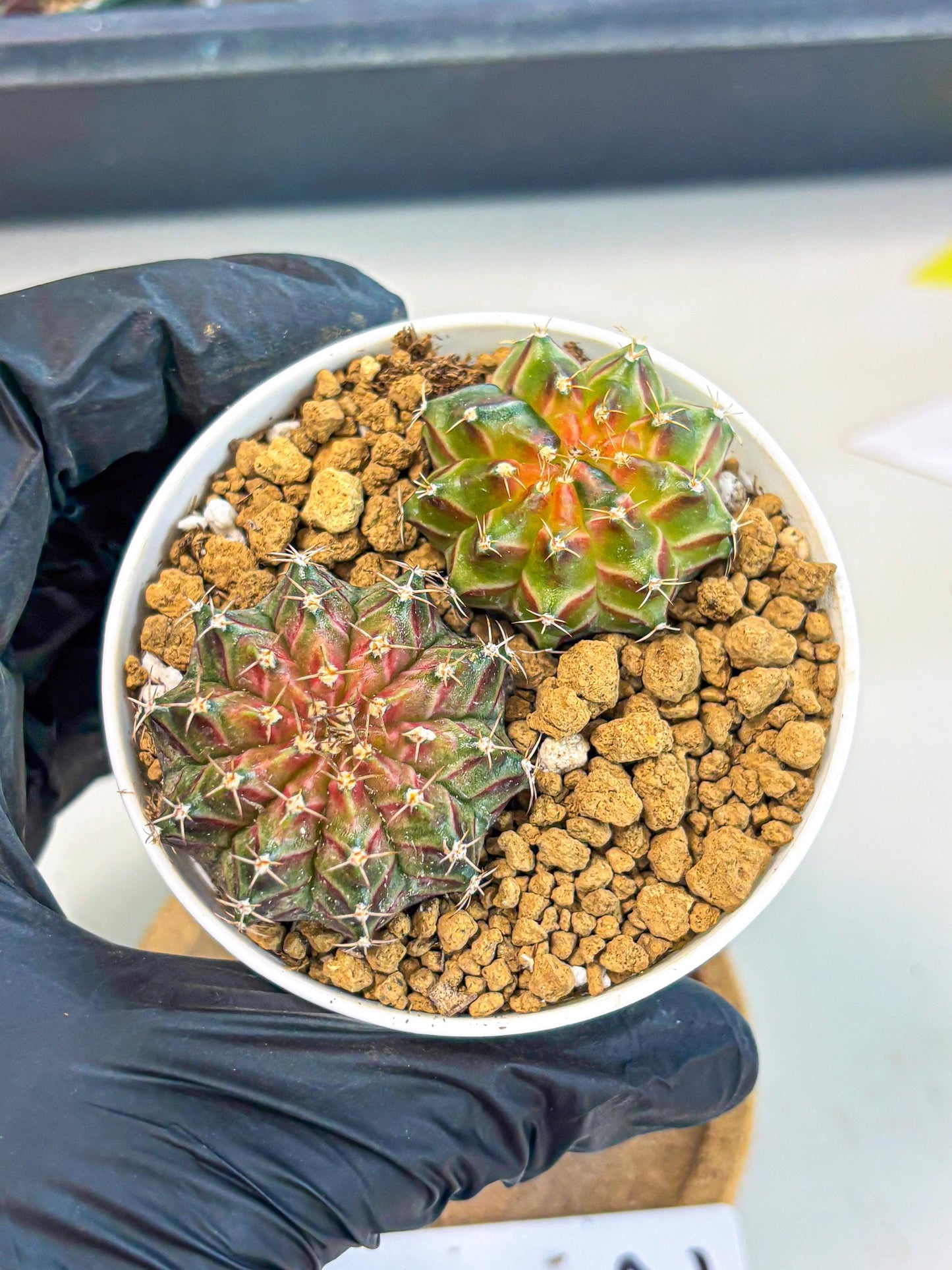 Gymnocalycium Neon (gy13) (y2) | Rare Cactus
