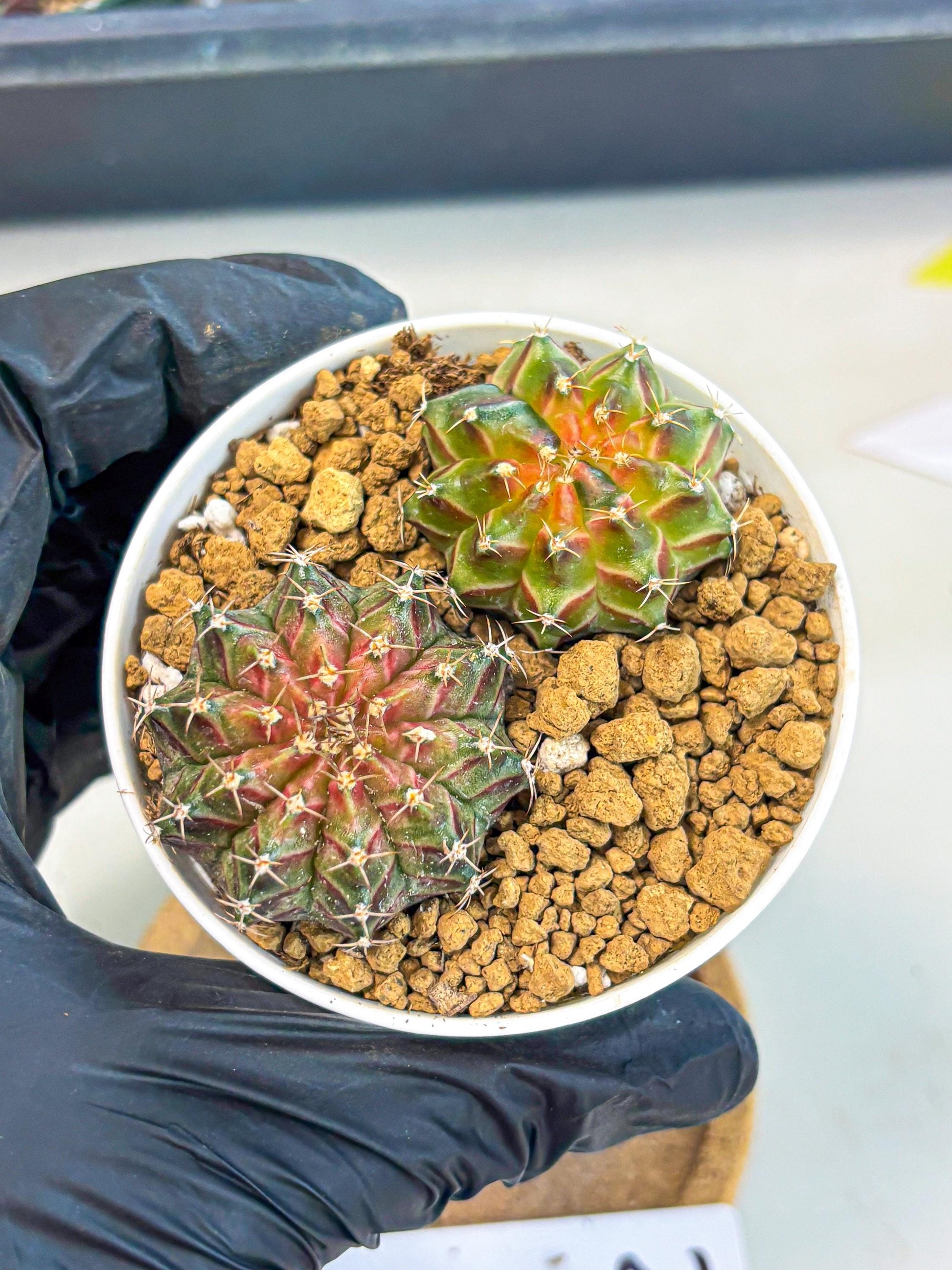 Gymnocalycium Neon (gy13) (y2) | Rare Cactus