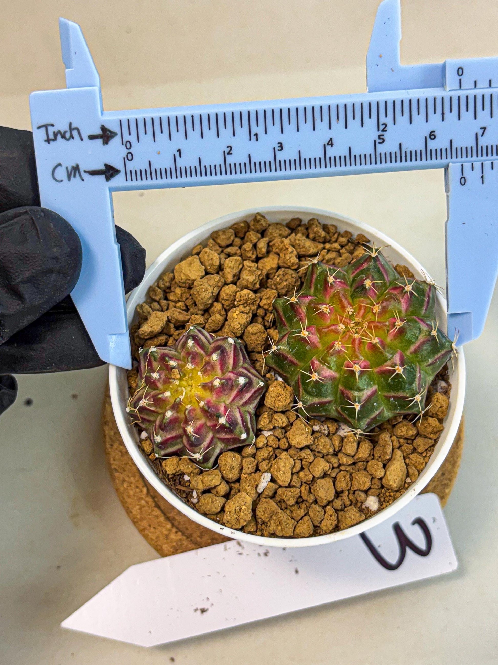 Gymnocalycium Neon (gy13) (y3) | Rare Cactus