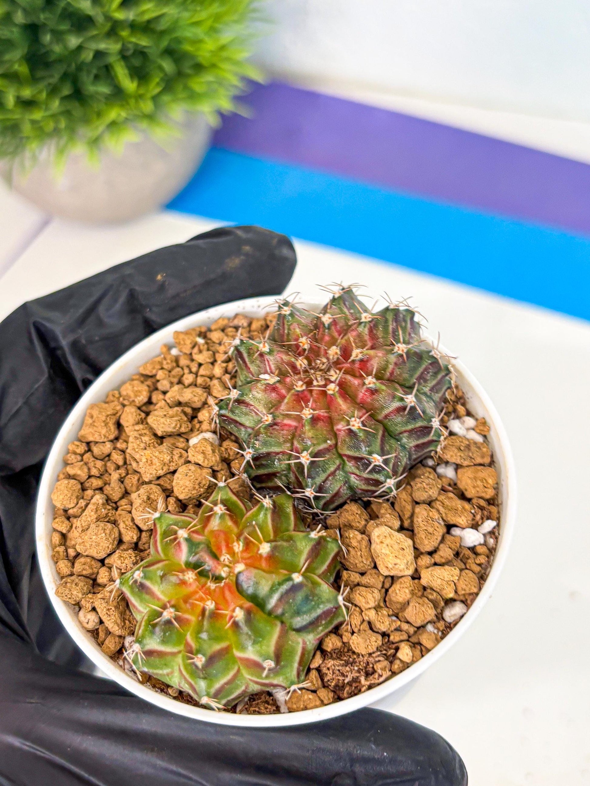 Gymnocalycium Neon (gy13) (y2) | Rare Cactus
