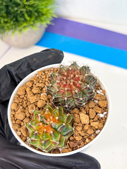 Gymnocalycium Neon (gy13) (y2) | Rare Cactus